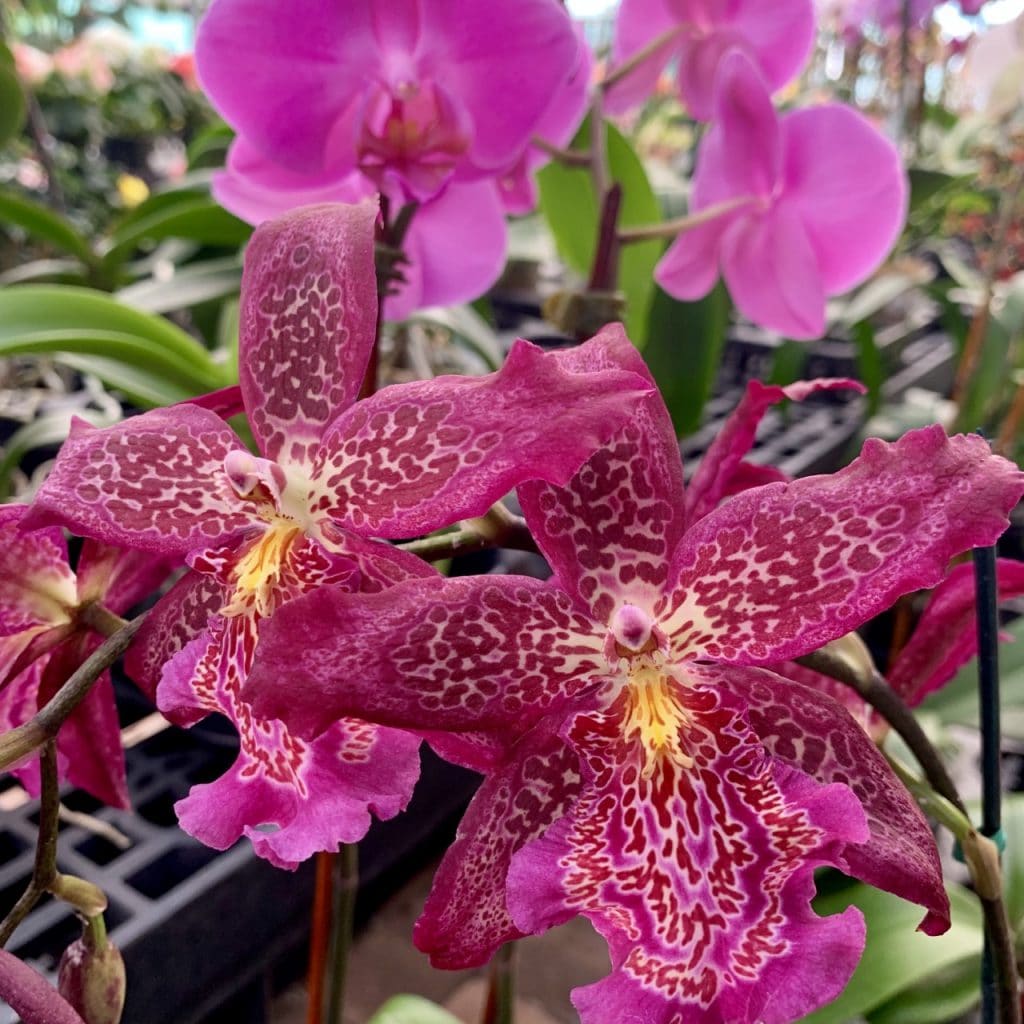 Orchids Driftwood Garden Center