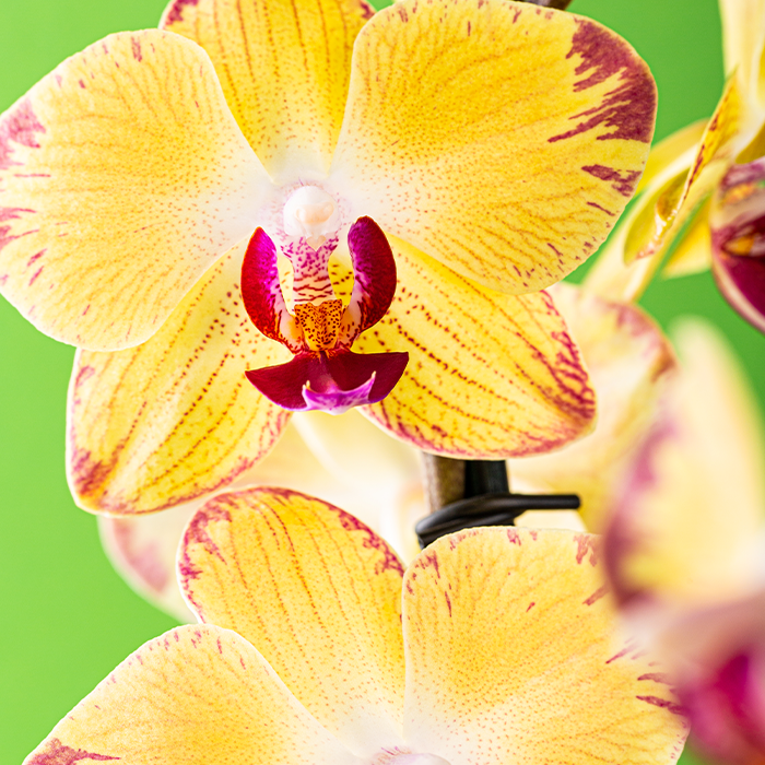 Estero Orchid Care Class