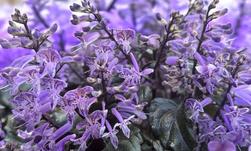 Plectranthus ‘Mona Lavender’