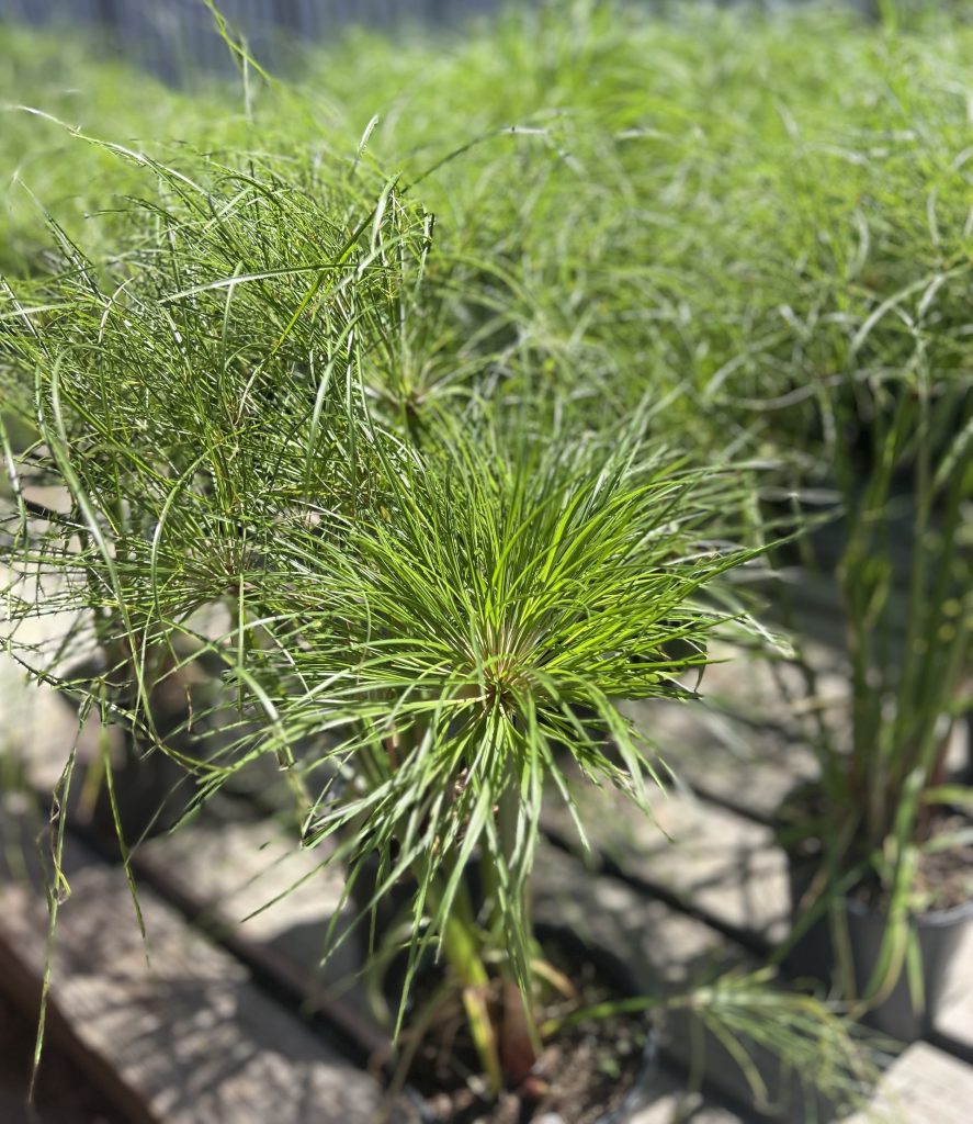 Papyrus 'Little Tut'